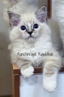 seal mitted torbie lynx ragdoll