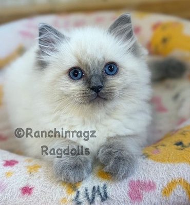 BLUEPOINT RAGDOLL
