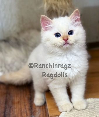 Red Flame Point Lynx Ragdoll kitten