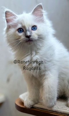 Lilac mitted ragdoll