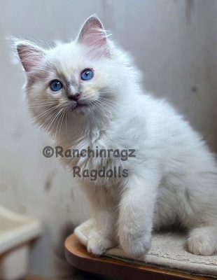 Lilac mitted ragdoll
