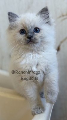 BLUEPOINT RAGDOLL
