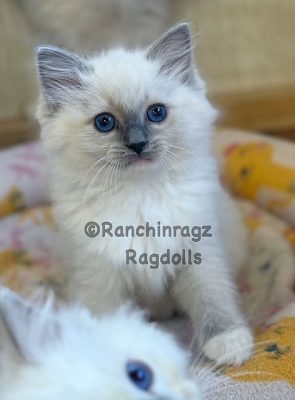 BLUE MITTED RAGDOLL