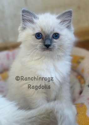 BLUE MITTED RAGDOLL