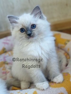 BLUE MITTED RAGDOLL