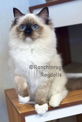 Seal Mitted Female

