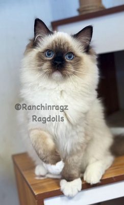 Seal Mitted Female
