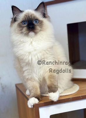 Seal Mitted Female
