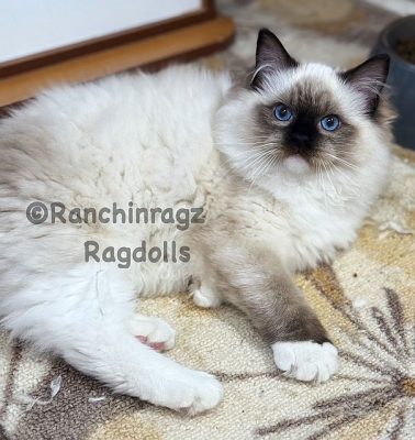 Seal Mitted Female
