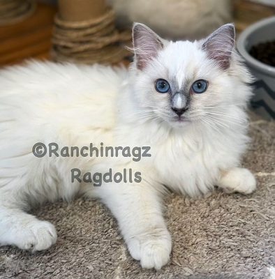 | Ranchinragz Ragdolls Lilac Mitted ragdoll