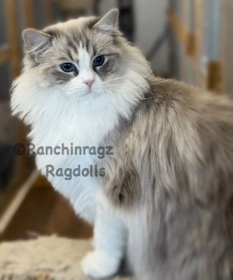 BLUE BICOLOR LYNX RAGDOLL