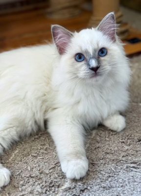 Lilac mitted ragdoll