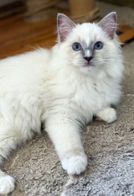 Lilac mitted ragdoll