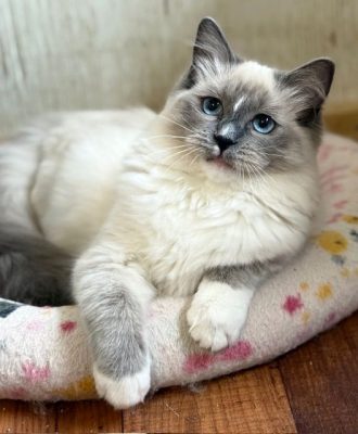 | Ranchinragz Ragdolls blue mitted ragdoll