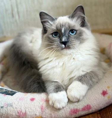 | Ranchinragz Ragdolls blue mitted ragdoll