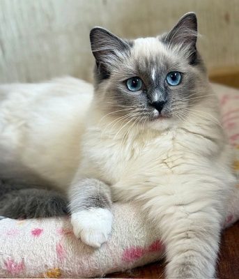 | Ranchinragz Ragdolls blue mitted ragdoll
