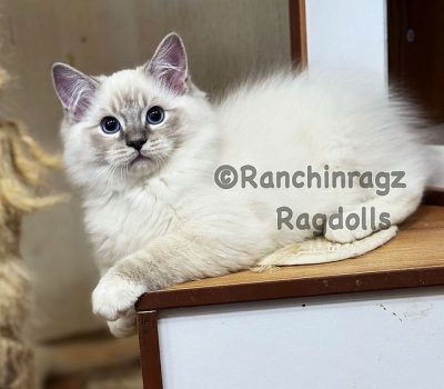 blue mitted lynx ragdoll
