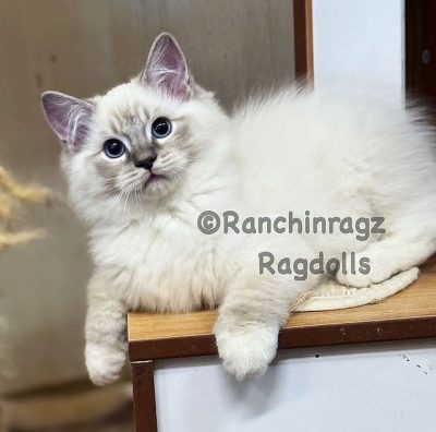 blue mitted lynx ragdoll