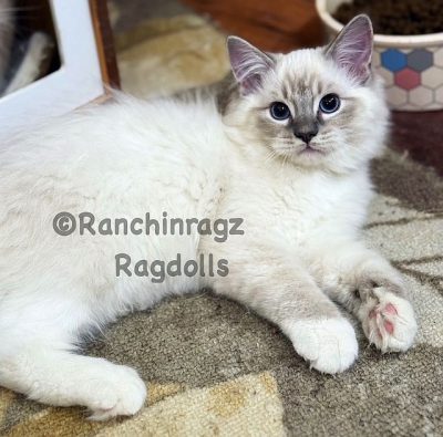 blue mitted lynx ragdoll