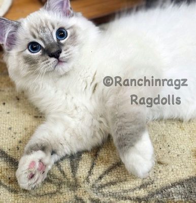 blue mitted lynx ragdoll
