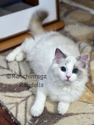 Blue Bicolor Tortie