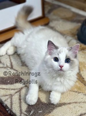 Blue Bicolor Tortie