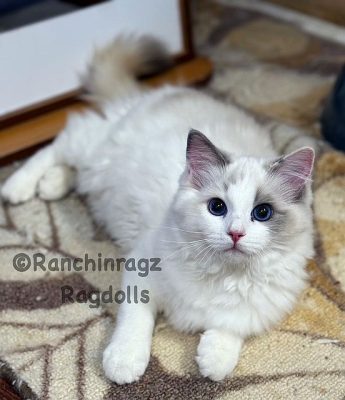 Blue Bicolor Tortie