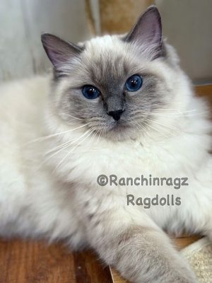 | Ranchinragz Ragdolls Bluepoint ragdoll