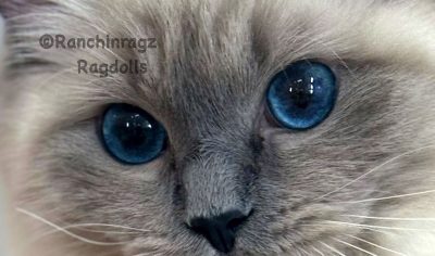 | Ranchinragz Ragdolls Bluepoint ragdoll do ragdolls have blue eyes