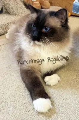 | Ranchinragz Ragdolls Seal Mitted Ragdoll cat