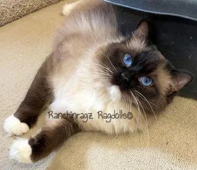 | Ranchinragz Ragdolls Seal Mitted Ragdoll cat