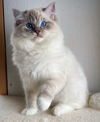 Blue Mitted Lynx Ragdoll