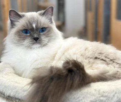 Blue Mitted Ragdoll