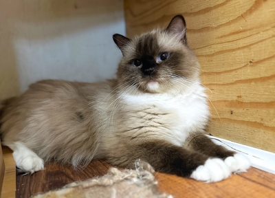 | Ranchinragz Ragdolls