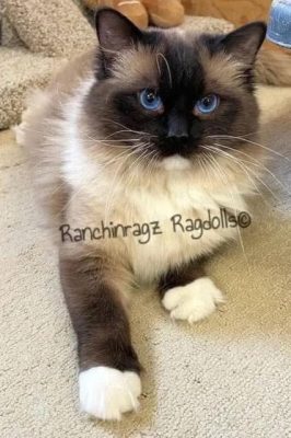 | Ranchinragz Ragdolls seal mitted ragdoll