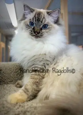 Sealpoint Torbie Ragdoll