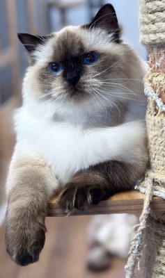 | Ranchinragz Ragdolls