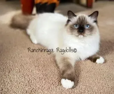 | Ranchinragz Ragdolls