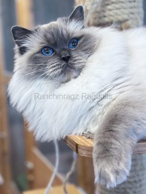 | Ranchinragz Ragdolls