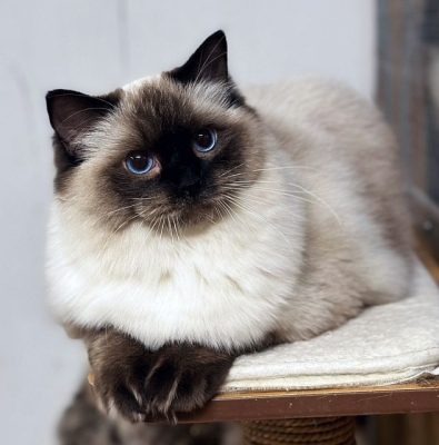 | Ranchinragz Ragdolls
