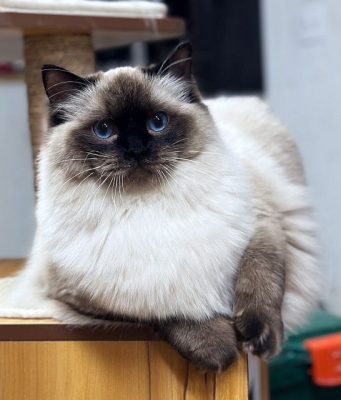 | Ranchinragz Ragdolls