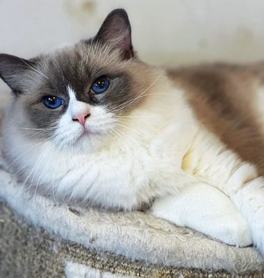 | Ranchinragz Ragdolls