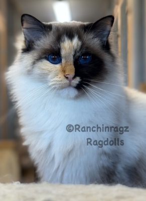 Seal Mitted Tortie Ragdoll