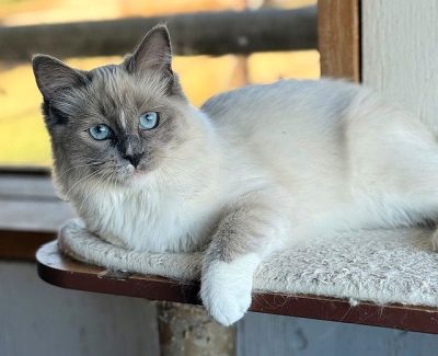 | Ranchinragz Ragdolls Blue Mitted ragdoll