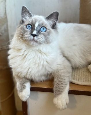 | Ranchinragz Ragdolls Blue Mitted ragdoll