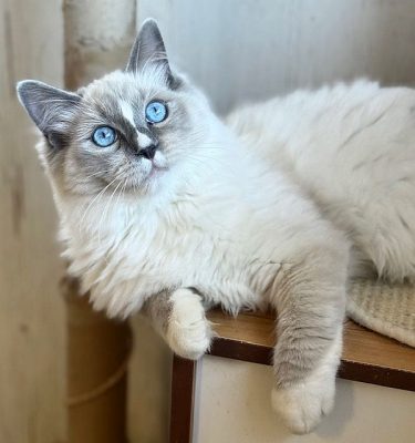 | Ranchinragz Ragdolls Blue Mitted ragdoll