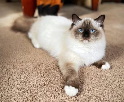 seal mitted ragdoll