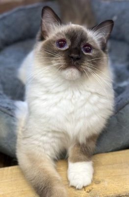| Ranchinragz Ragdolls chocolate mitted ragdoll