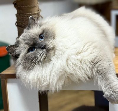 Bluepoint ragdoll