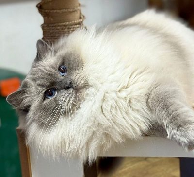| Ranchinragz Ragdolls Bluepoint ragdoll